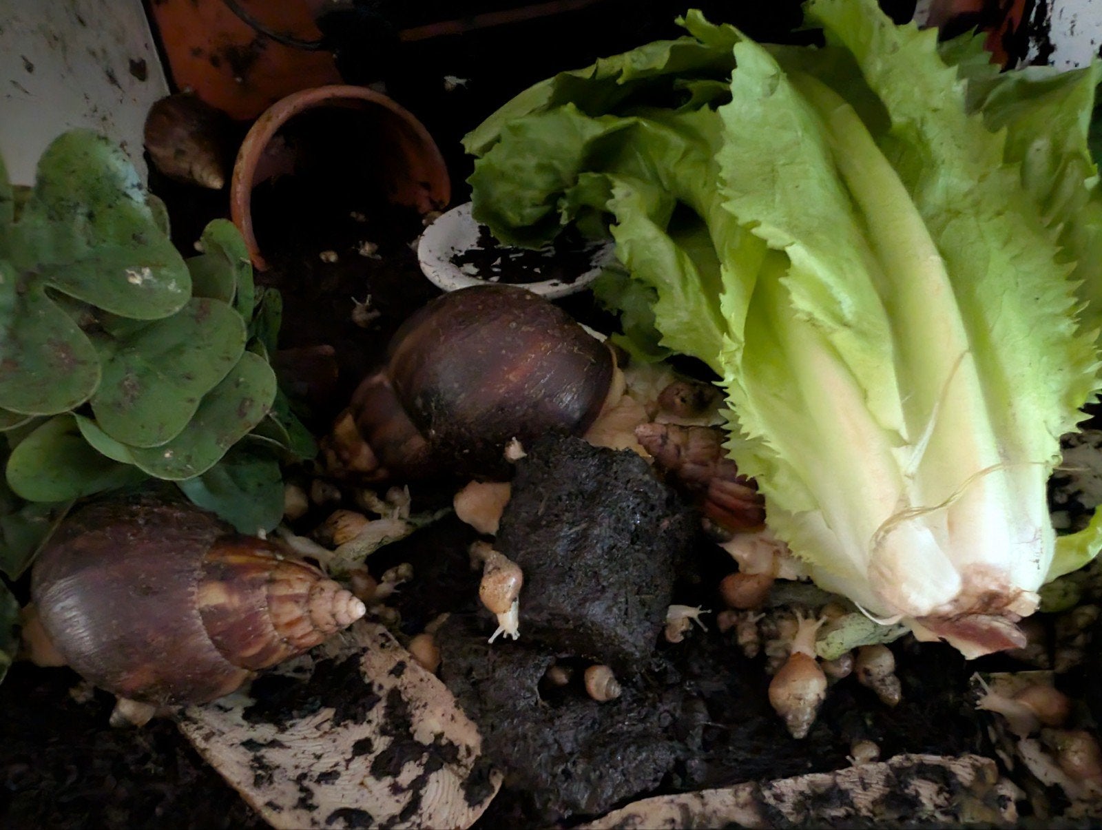 achatina fulica reuze slak, Dieren en Toebehoren, 0 tot 2 jaar