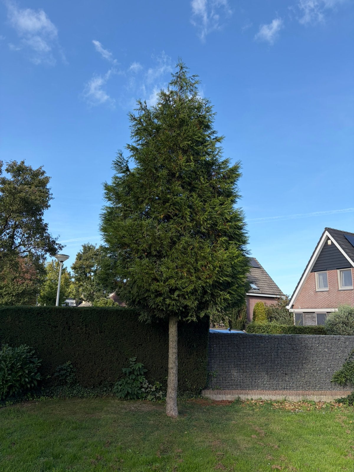 Conifeer op stam 200 cm omtrek 55/60 totaal 500/550, Ophalen, Bloeit niet, Halfschaduw, Zuilboom