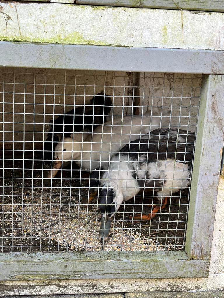Eenden, Meerdere dieren, Eend