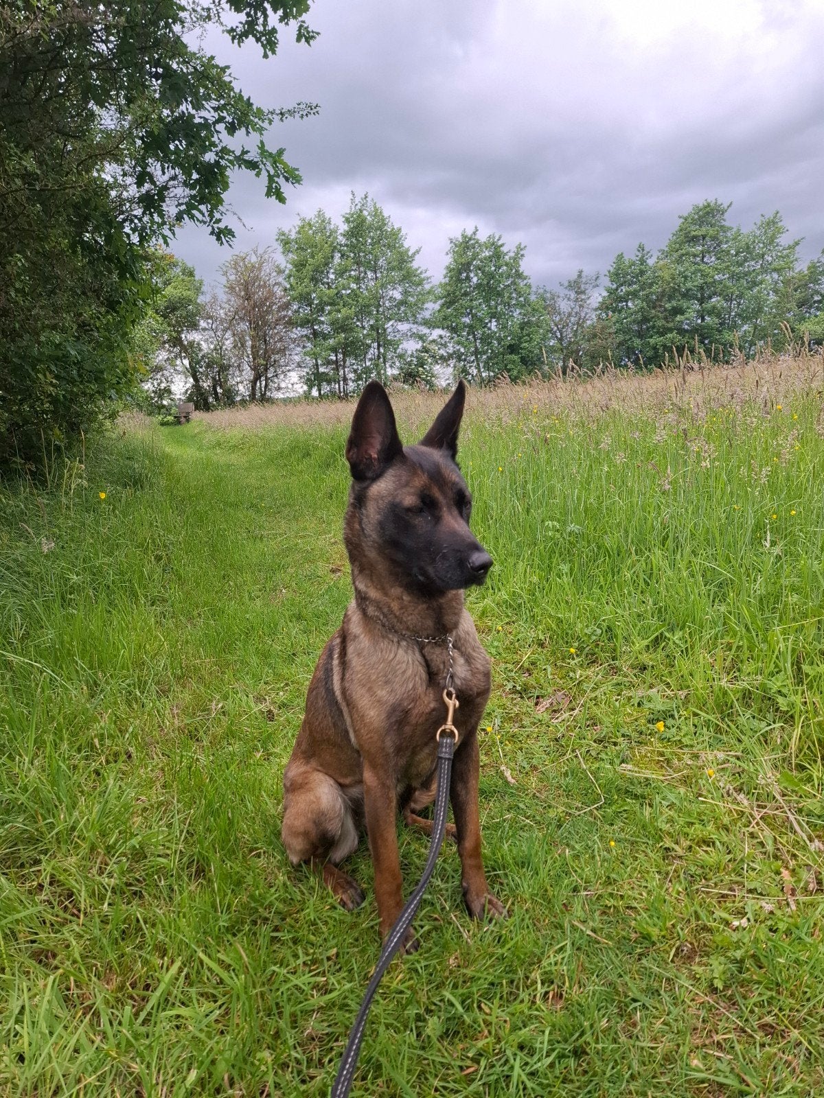 Mooie mechelse herder 7 jaar oud teefje, 6 jaar of ouder, Teef, Eén hond, Herder