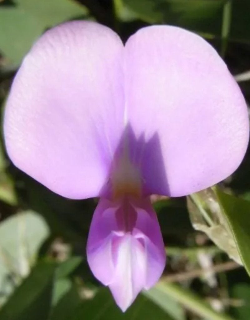 De Hyacintboon is een hele mooie klimplant, Tuin en Terras, Ophalen of Verzenden, Voorjaar, Volle zon, Zaad