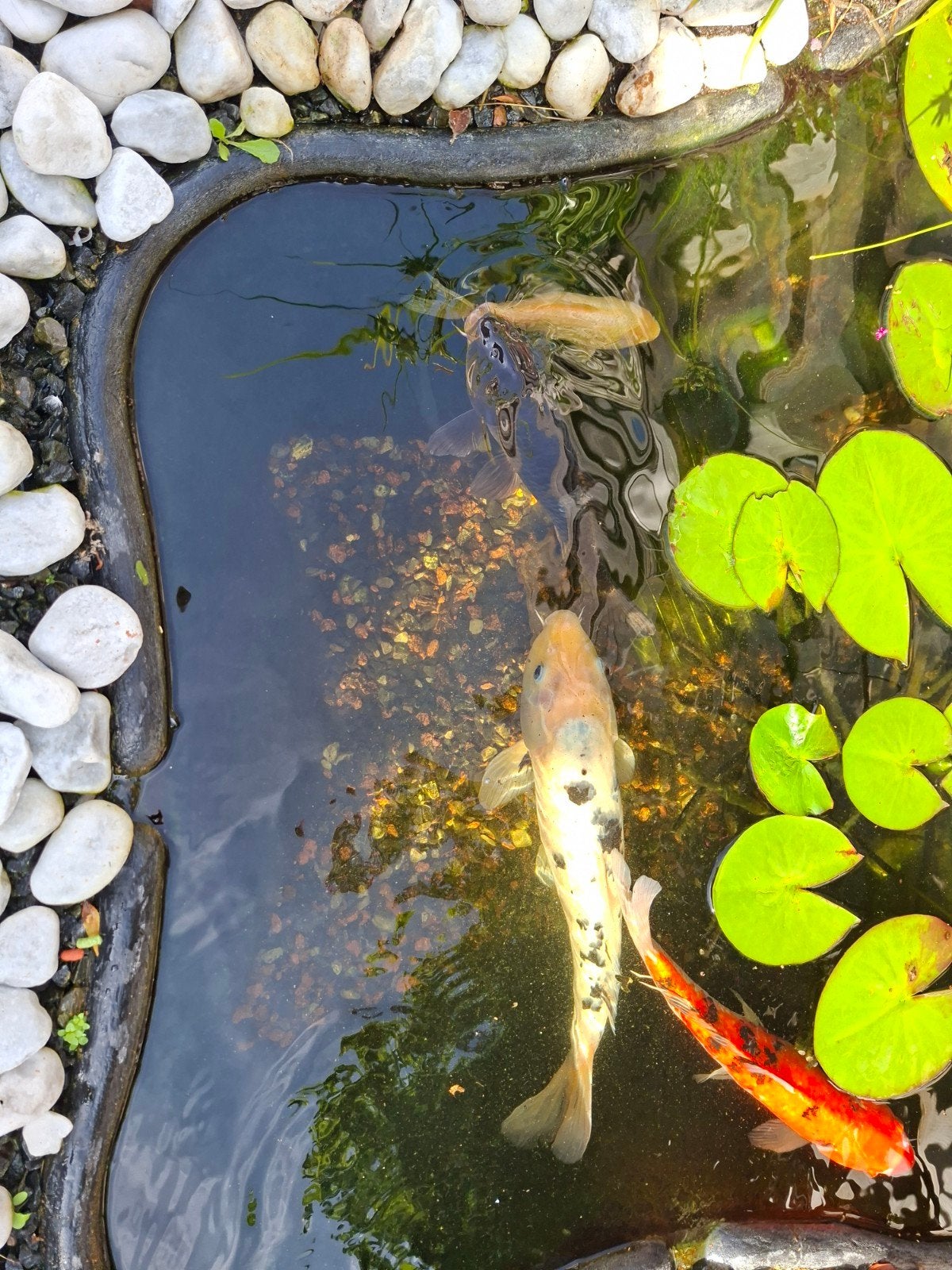 3 koy karpers, Dieren en Toebehoren, Vissen | Vijvervissen, Karper of Koi