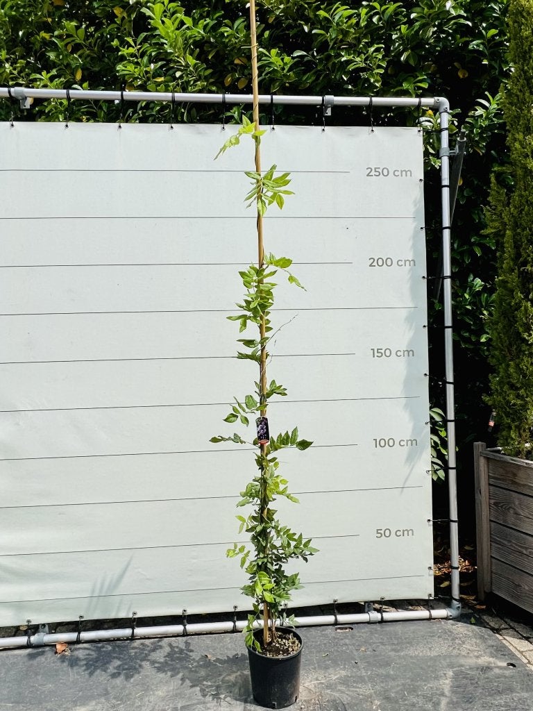 Blauwe Regen - Wisteria, 100 tot 250 cm, Zomer, Volle zon, In pot