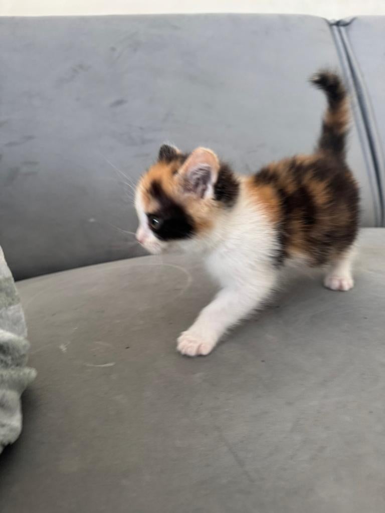 Handopfok kittens zoeken liefdevol thuis, Meerdere dieren, Ontwormd, 0 tot 2 jaar