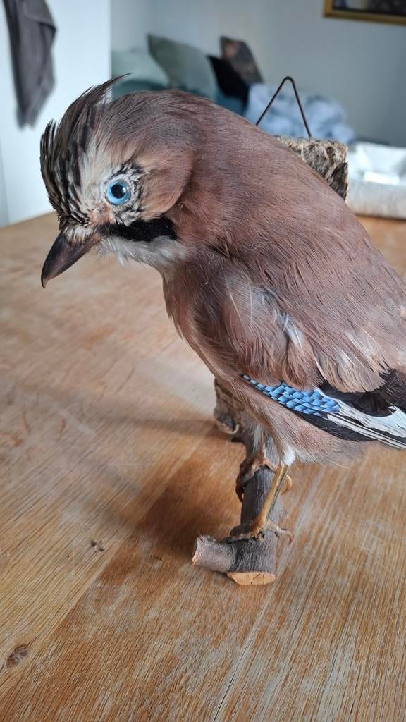 Prachtig opgezette Vlaamse Gaai taxidermie, Verzamelen, Ophalen of Verzenden, Zo goed als nieuw, Vogel, Opgezet dier