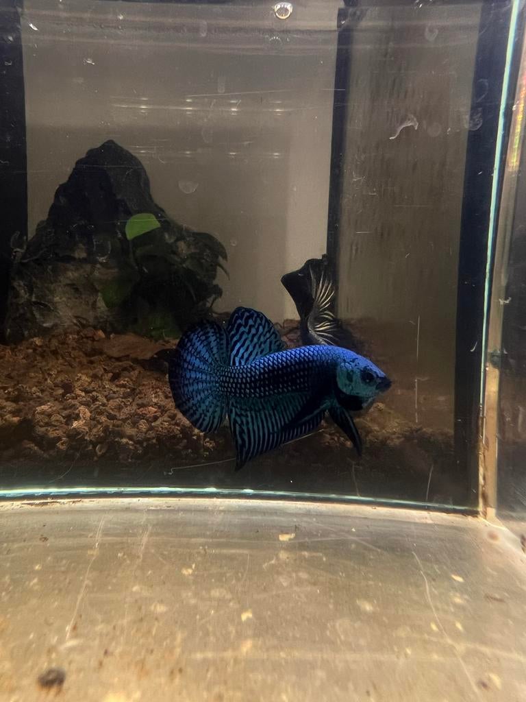 Alien betta, Vis