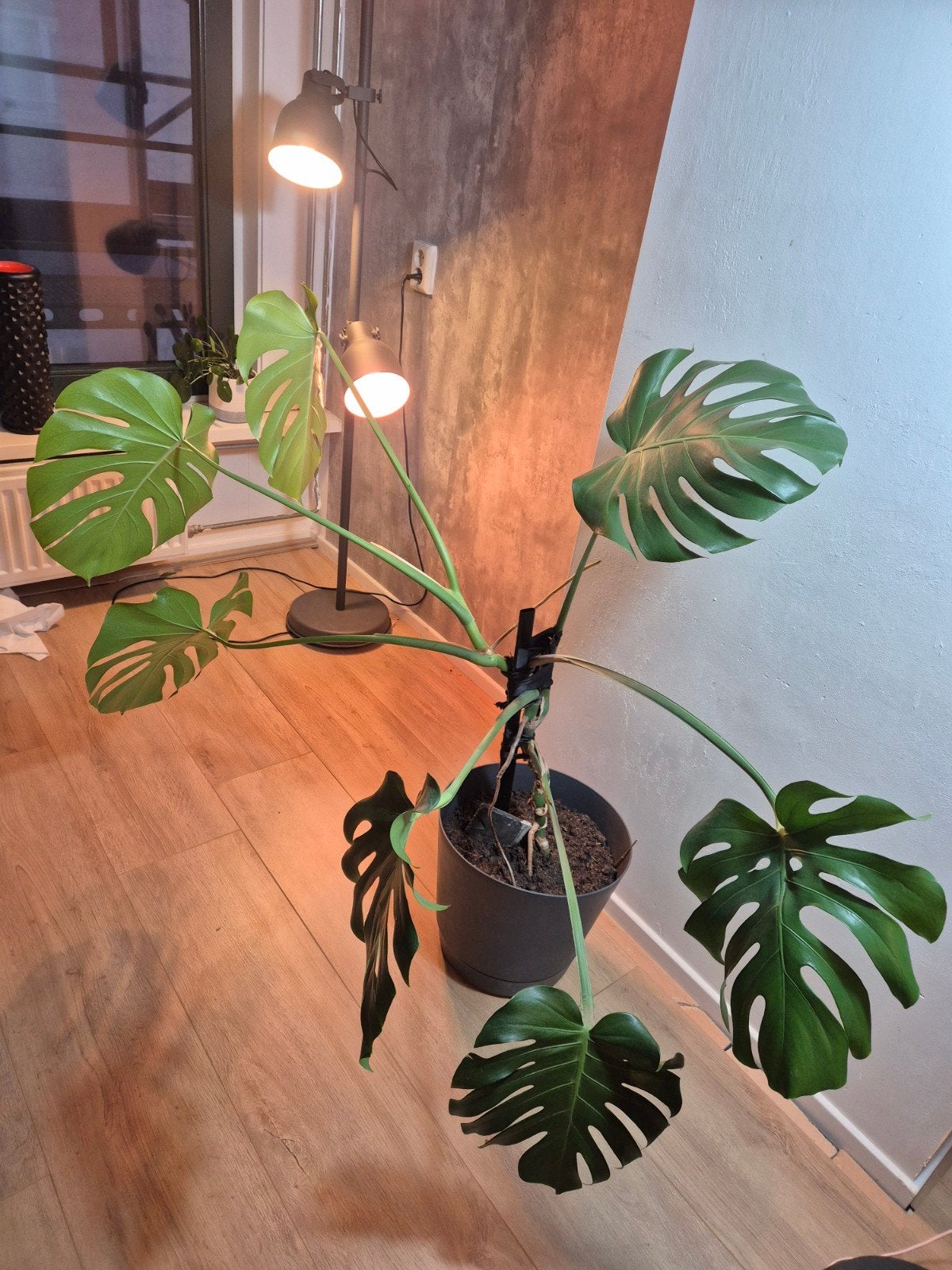 Gatenplant: Monstera, Huis en Inrichting, Ophalen, 100 tot 150 cm, Overige soorten, Halfschaduw