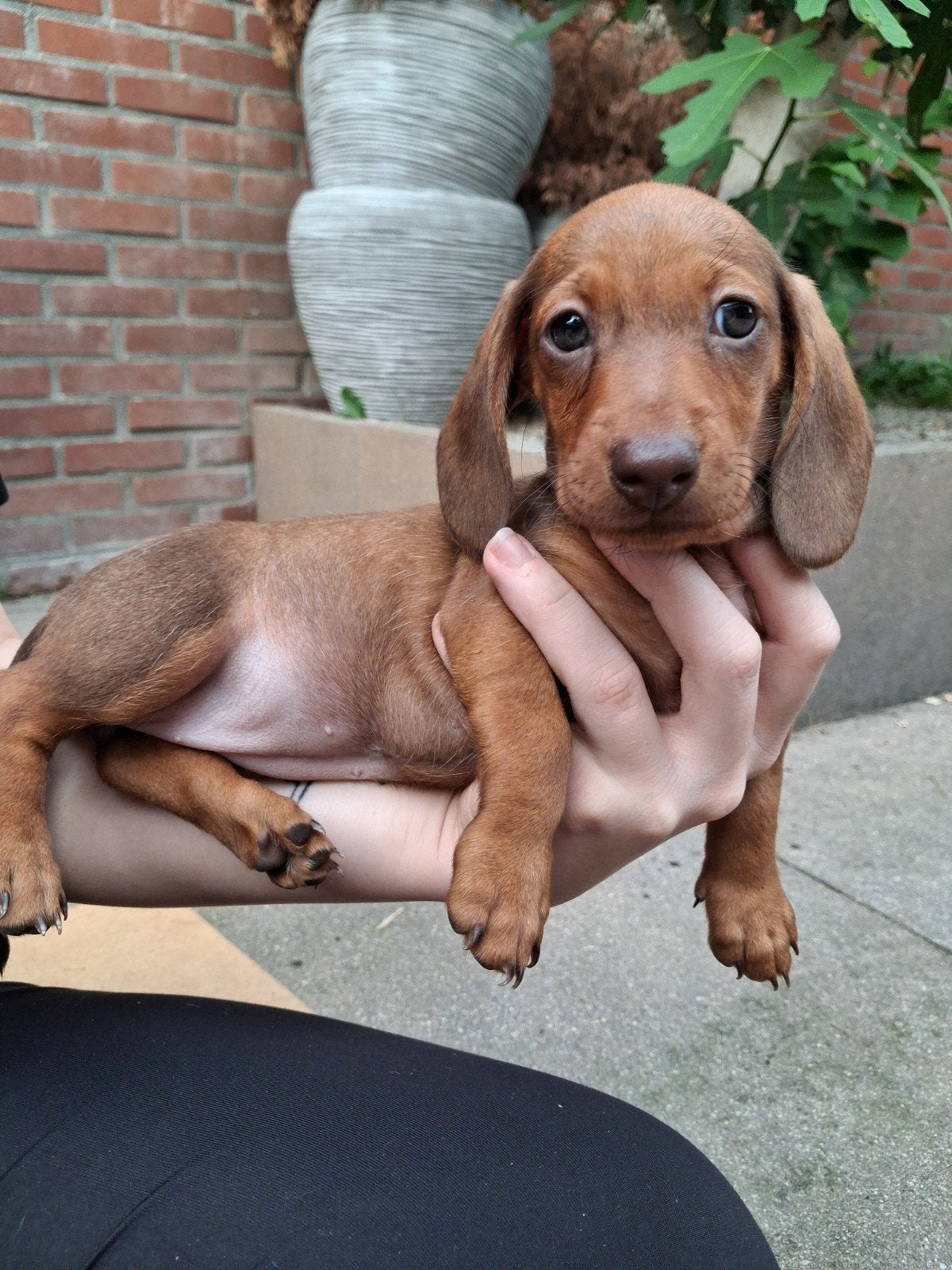 knappe teckelpups korthaar, Dieren en Toebehoren, 8 tot 15 weken, Korthaar, Dwerg, Meerdere