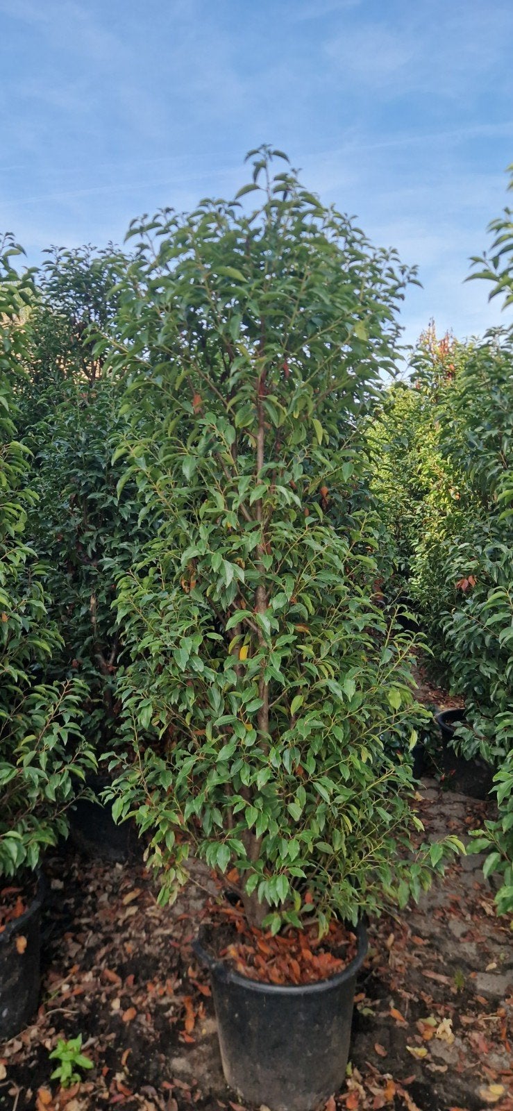 Olijfwilg 80 -100 hoog portugese laurier tot 225 cm, Overige soorten, Volle zon, Vaste plant, Ophalen of Verzenden