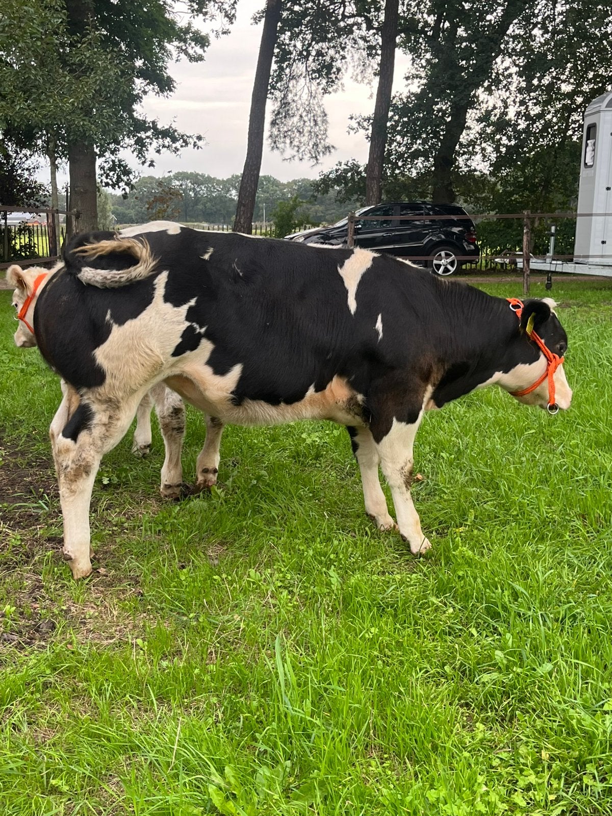 Te koop 2 super luxe 100% BWB Dikbil vaarsjes  6/7 mnd  oud, Vrouwelijk