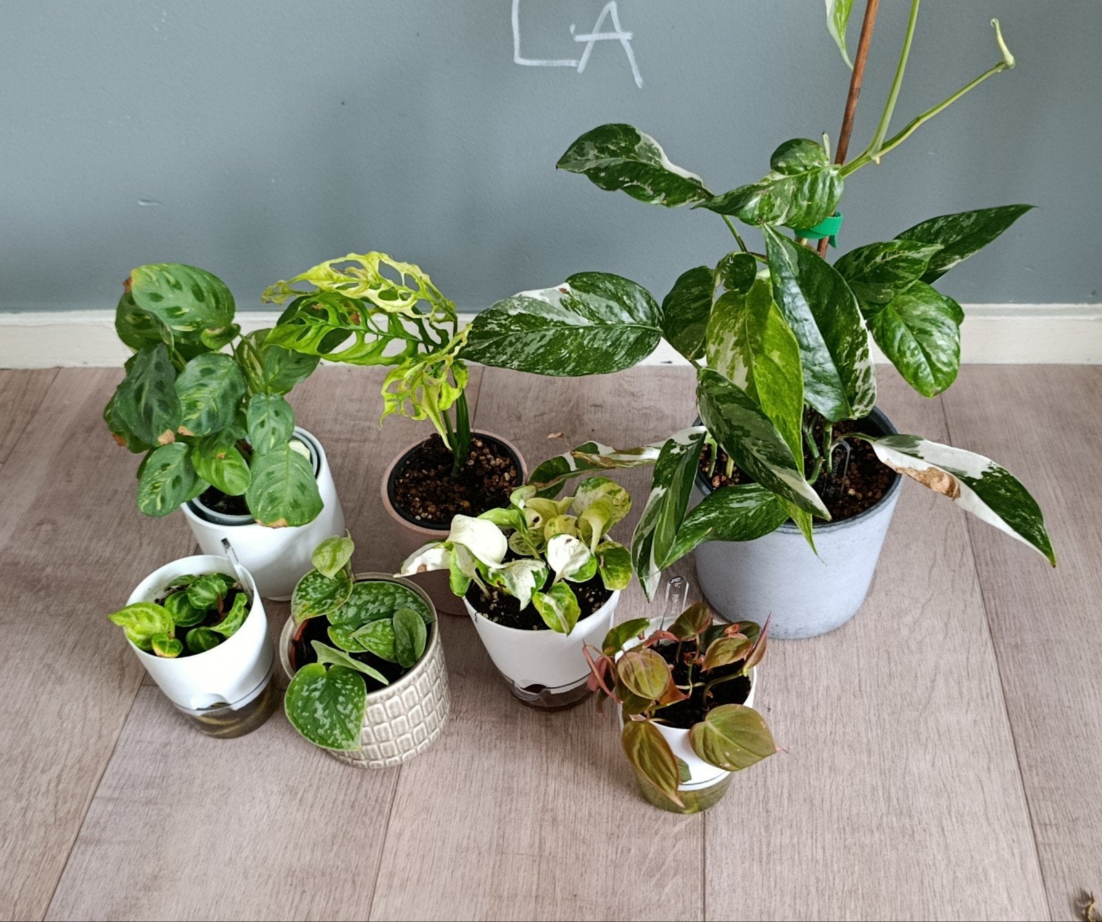 Epipremnum, Monstera, Anthurium - 7 planten, Huis en Inrichting, Kamerplanten, Ophalen, Overige soorten, Halfschaduw, In pot