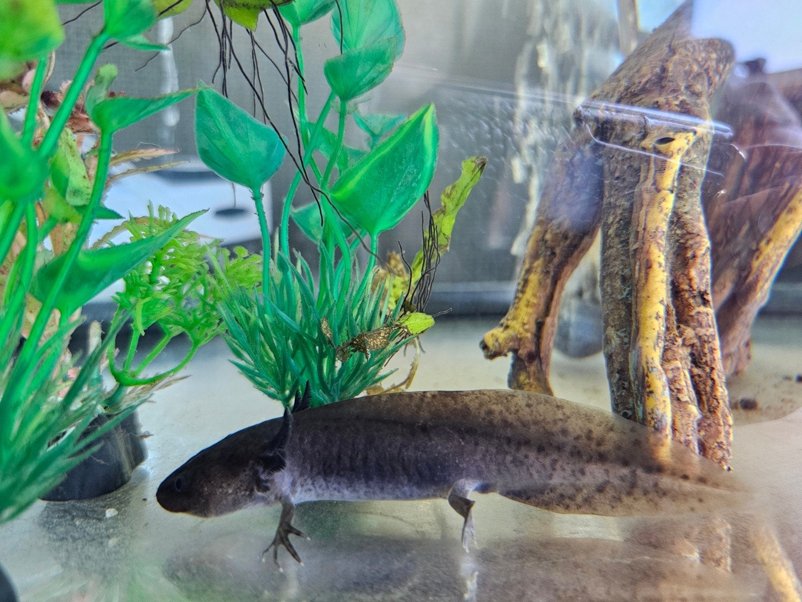 Axolotl gratis af te halen, Overige typen, Zoetwatervis