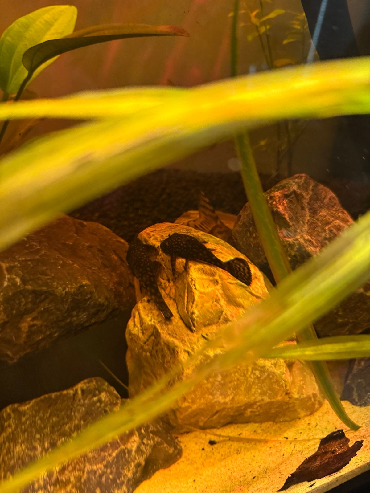 Pleco algeneters, Vis, Zoetwatervis