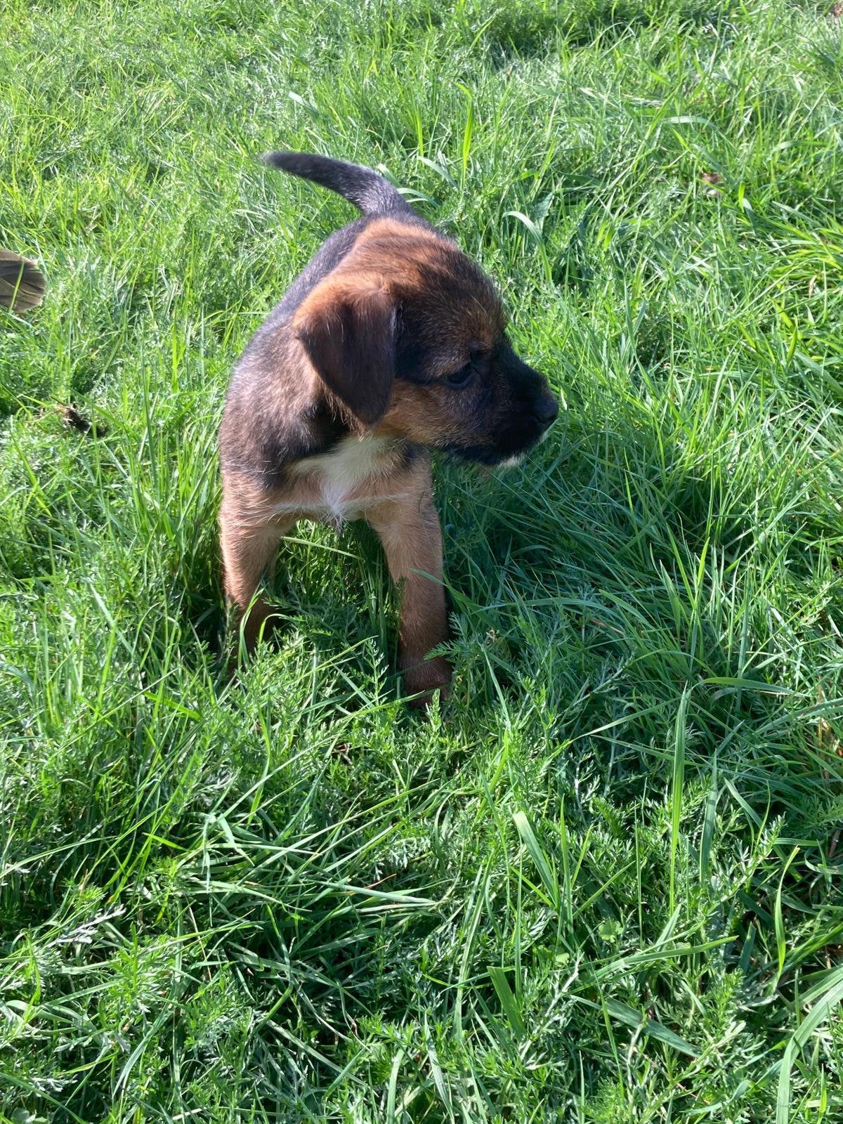 Borderterrier keer Jackrussell pups border terriër, Nederland, Overige rassen, 8 tot 15 weken, Meerdere