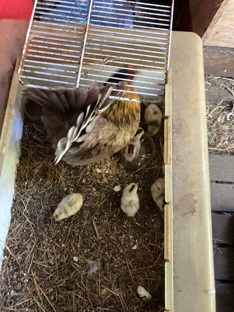 serama met kuikens, Meerdere dieren, Kip
