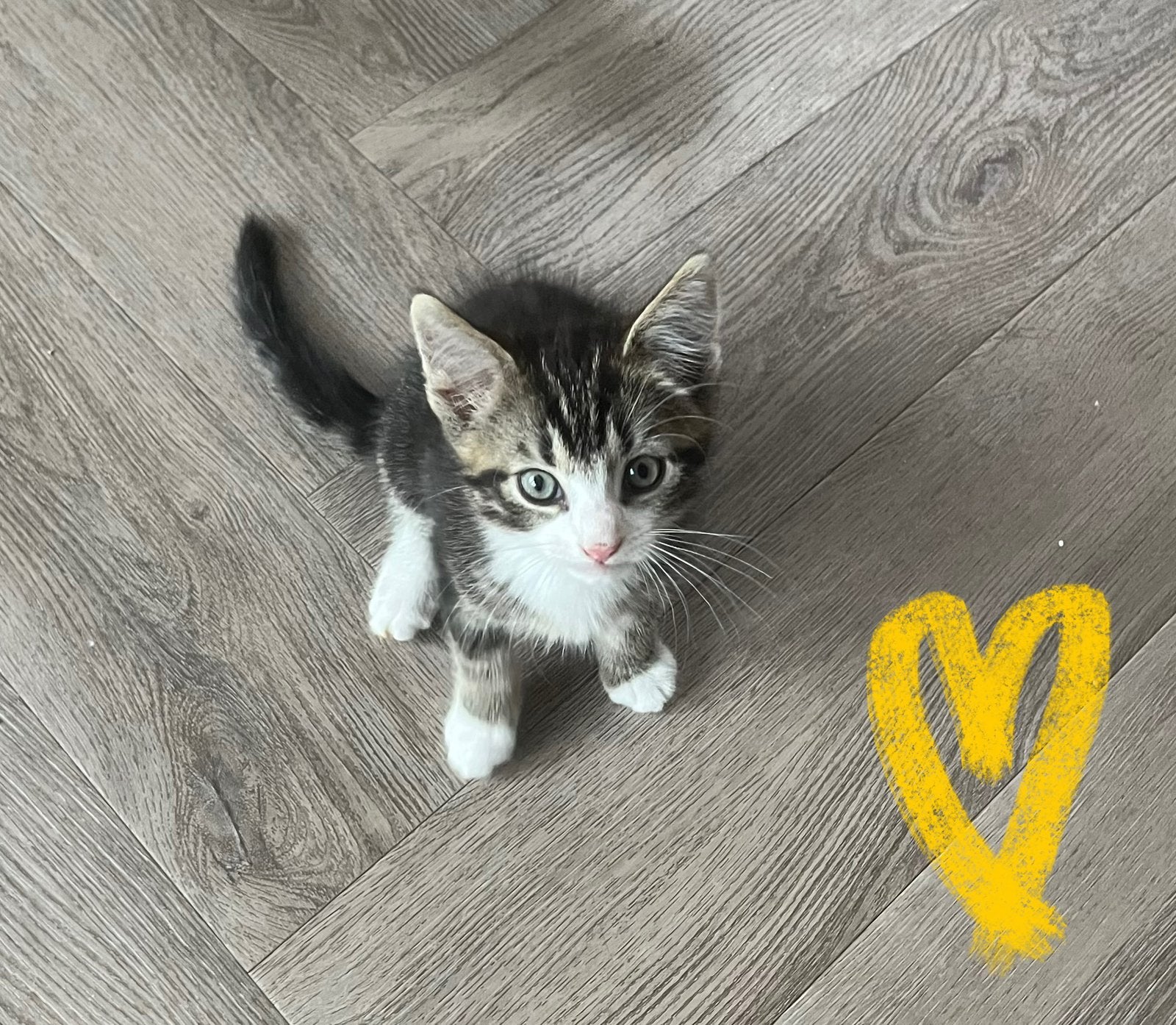 Kittens, Dieren en Toebehoren, Meerdere dieren