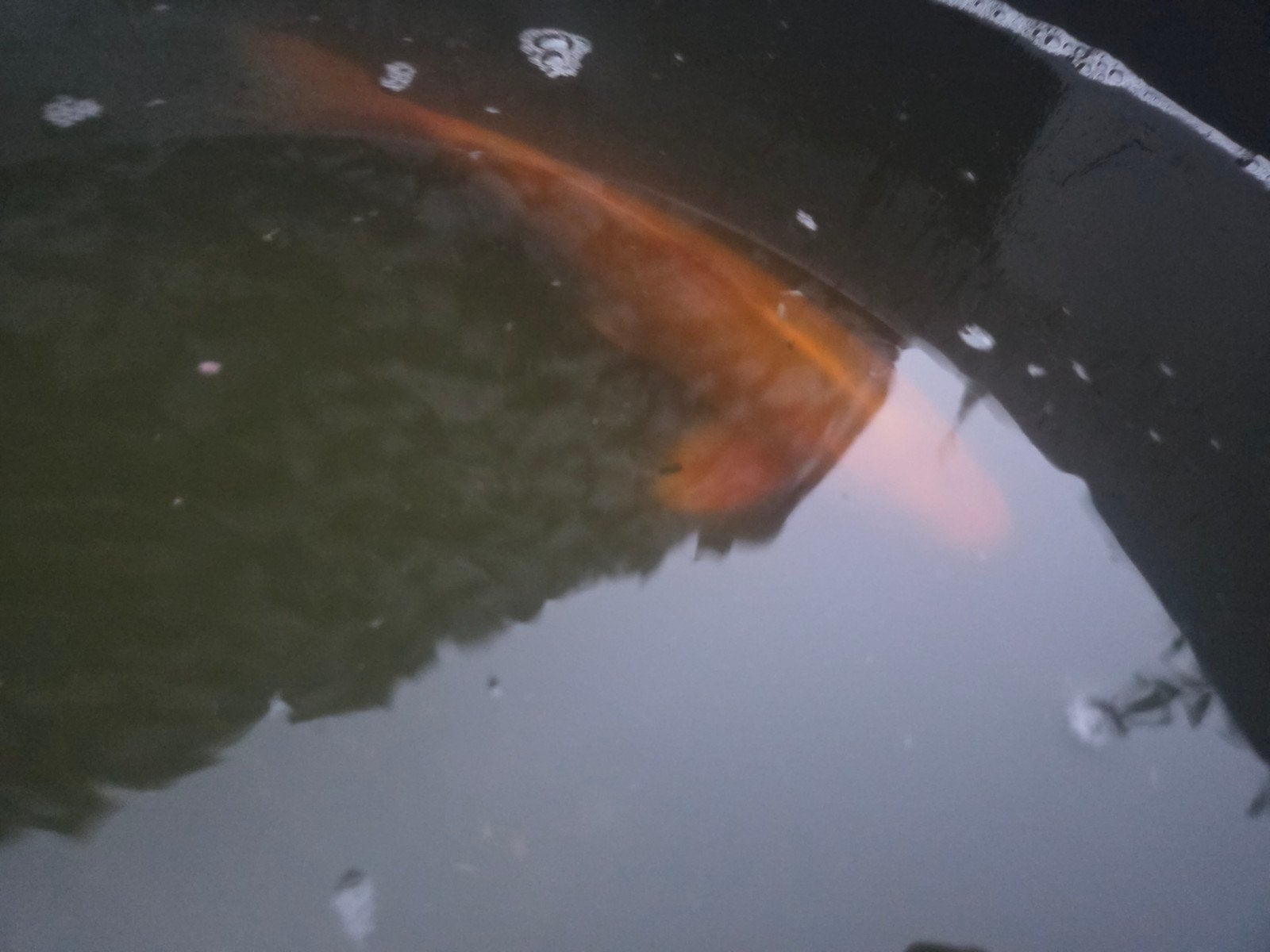 Benigoi koi, Karper of Koi