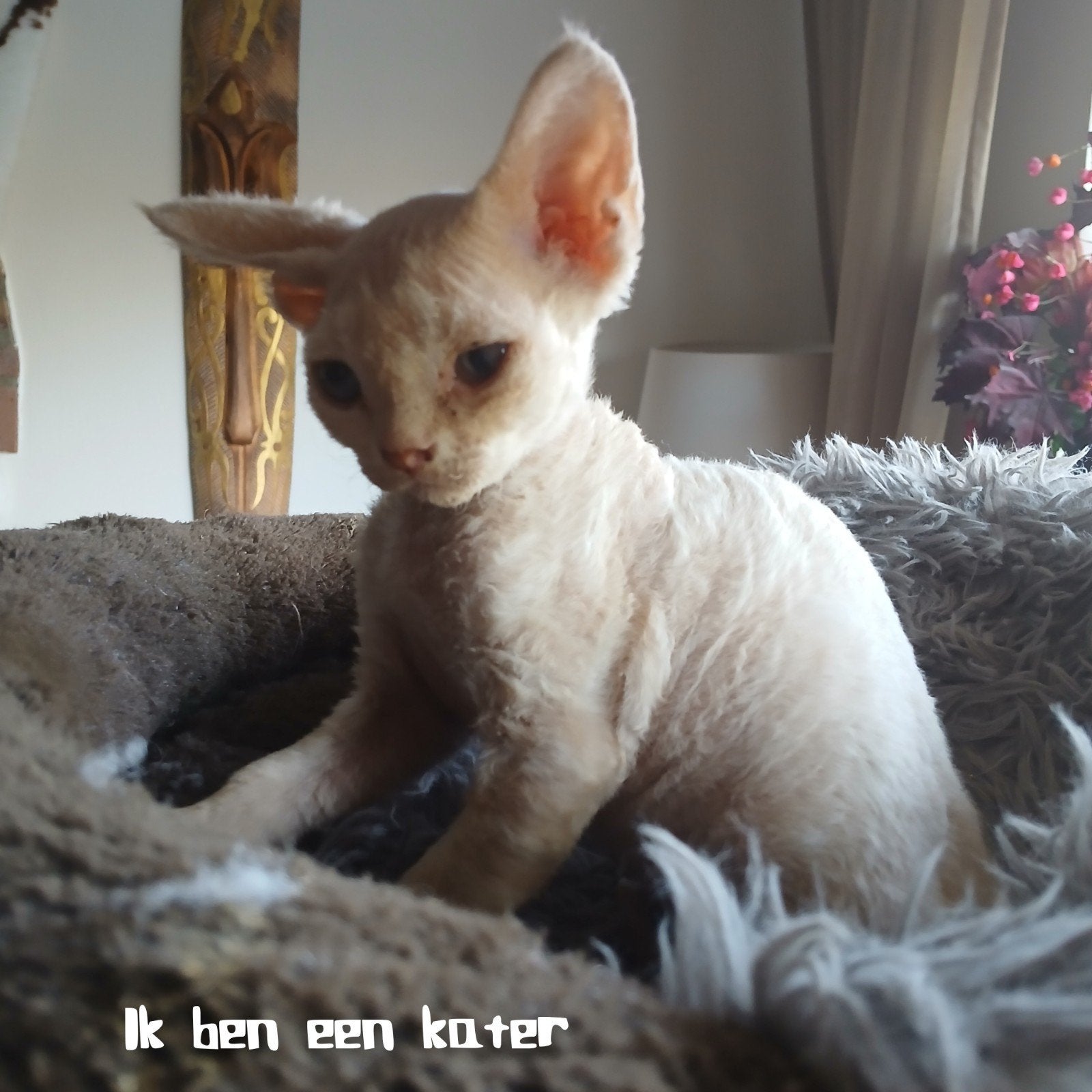 Devon Rex 🩵 lief, rustig katertje beschikbaar, Dieren en Toebehoren, Kater, Gechipt, 0 tot 2 jaar