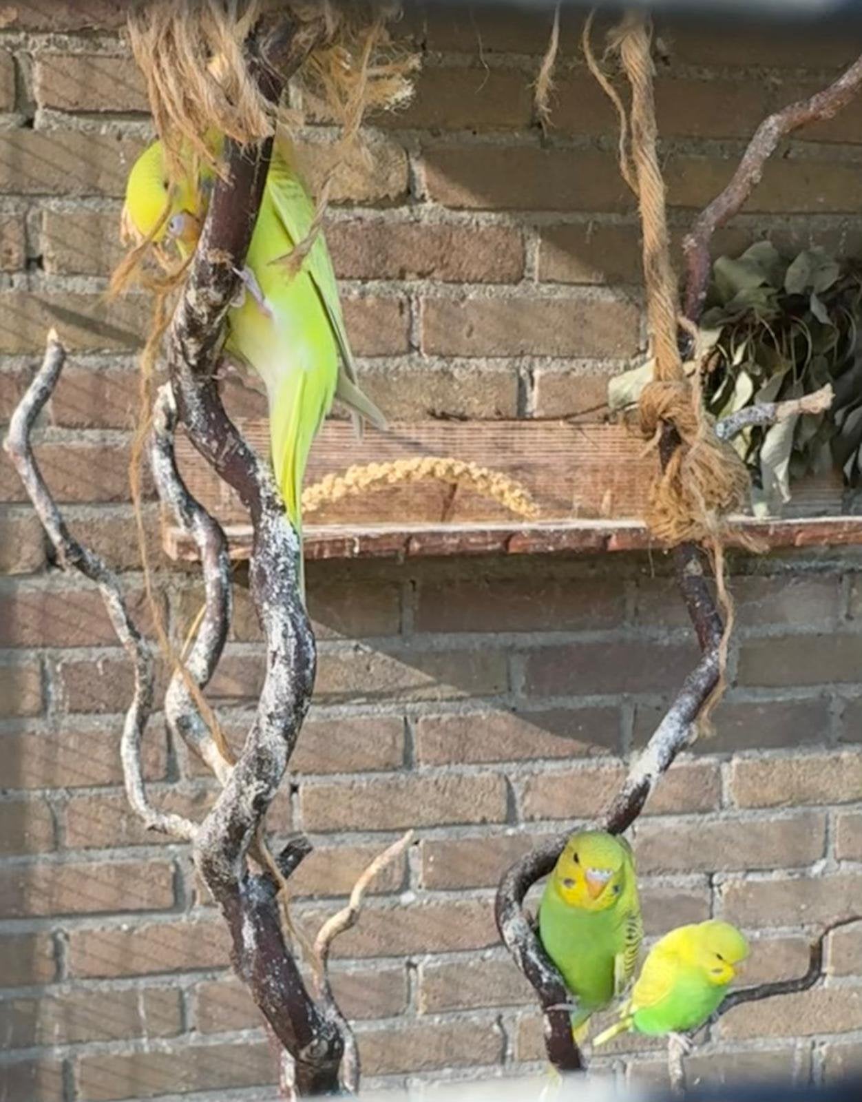 Grasparkieten, Dieren en Toebehoren, Vogels | Parkieten en Papegaaien, Meerdere dieren, Parkiet, Geringd
