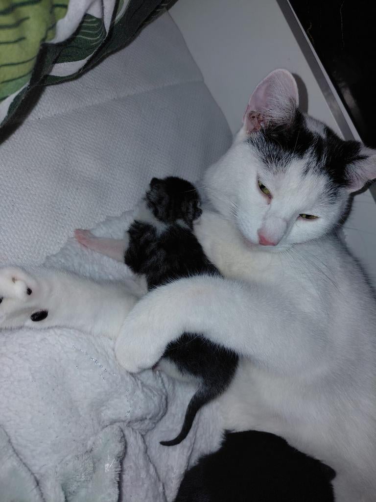 Prachtige kittens  €145 ze mag nu naar nieuwe huis😁, Meerdere dieren, Kortharig, 0 tot 2 jaar