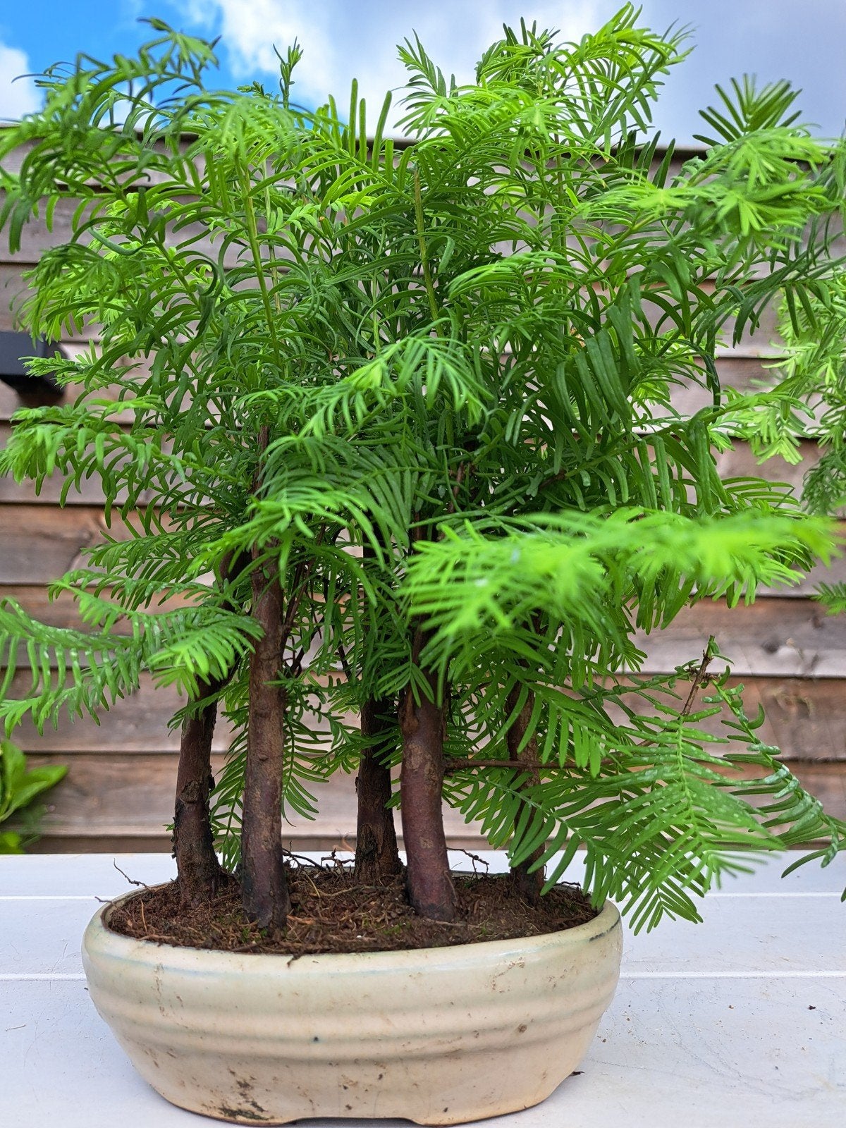 Metasequoia Bonsai in Bonsaischaal - Levende Kunst, Ophalen of Verzenden