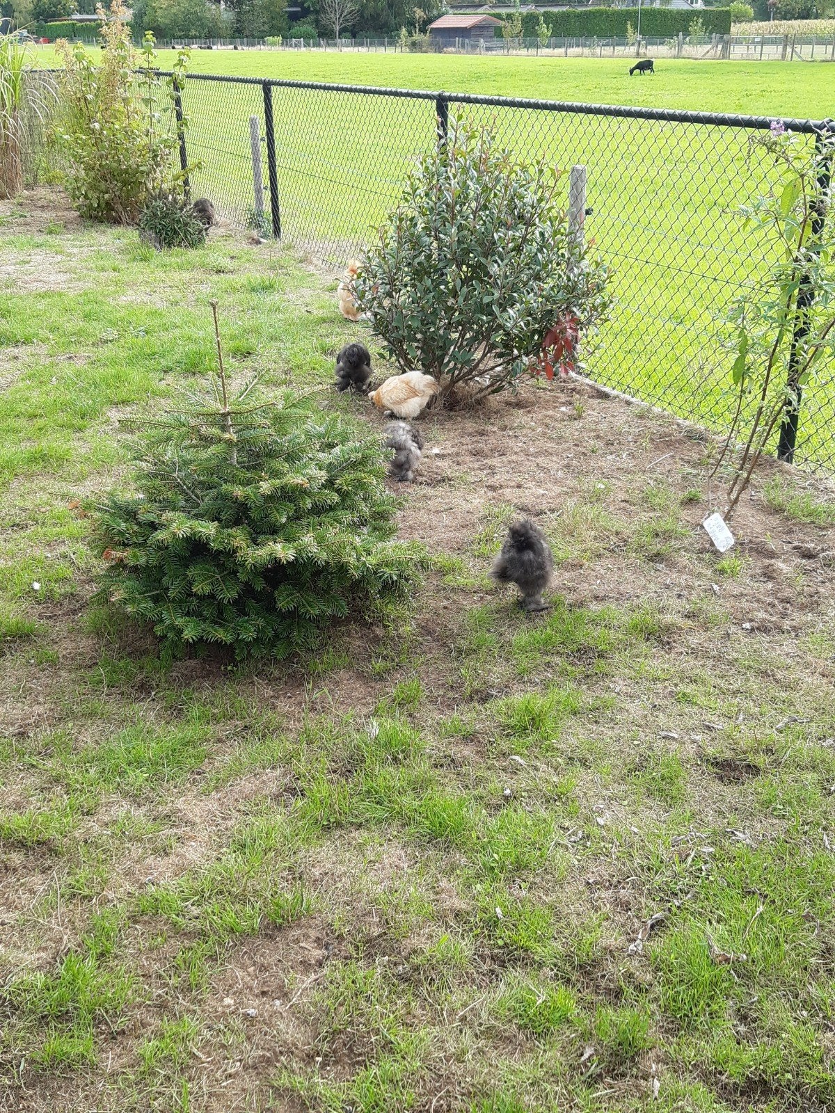 jonge zijdehoender hennen, Dieren en Toebehoren, Vrouwelijk, Kip