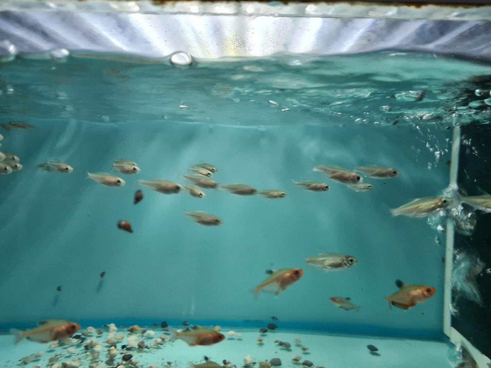 Kongozalm, Phenacogrammus interruptus, Dieren en Toebehoren, Vis, Zoetwatervis