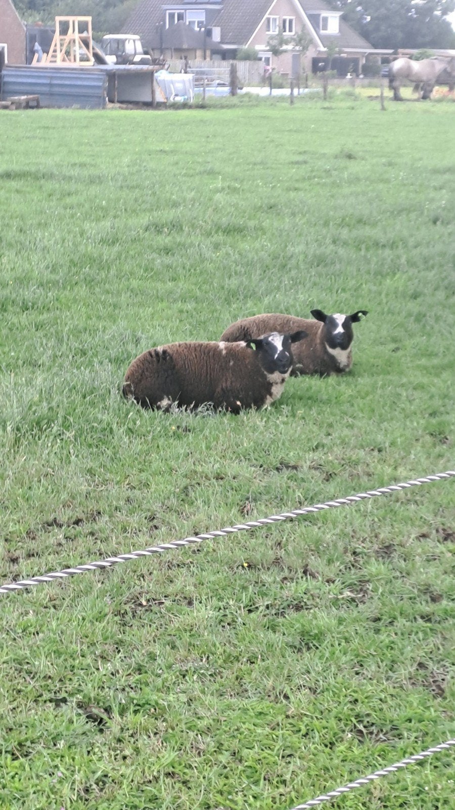 Bonte lammeren te koop, Dieren en Toebehoren, Schapen, Geiten en Varkens, Meerdere dieren, Schaap, 0 tot 2 jaar