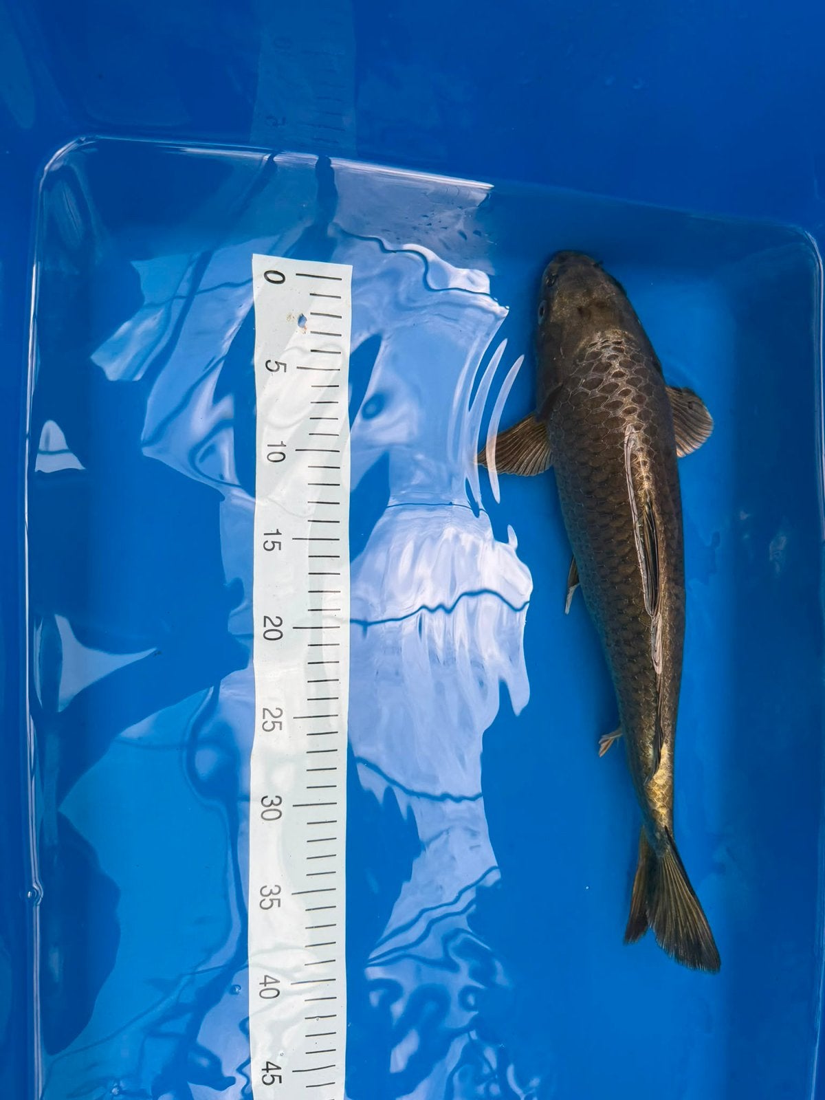 “Ghost karpers 20-40+ cm vanaf €8,50”., Karper of Koi