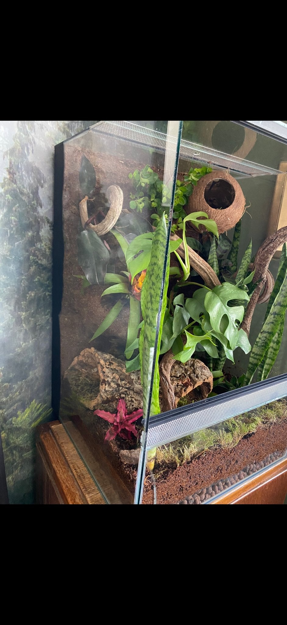 Terrarium voor evt. wimpergekko, Ophalen, Terrarium of Paludarium