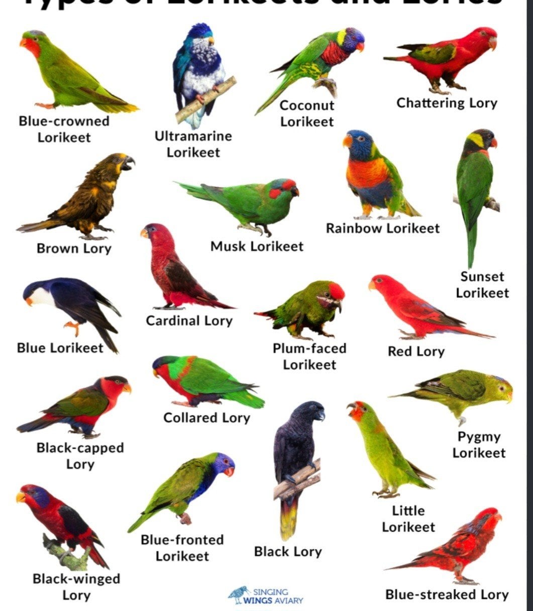 gezocht lorris, Dieren en Toebehoren