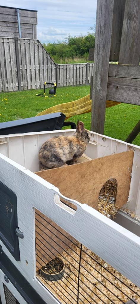 2 mannetjes konijnen, Dieren en Toebehoren, Knaagdieren en Konijnen | Hokken en Kooien, Ophalen, Kooi, Minder dan 60 cm