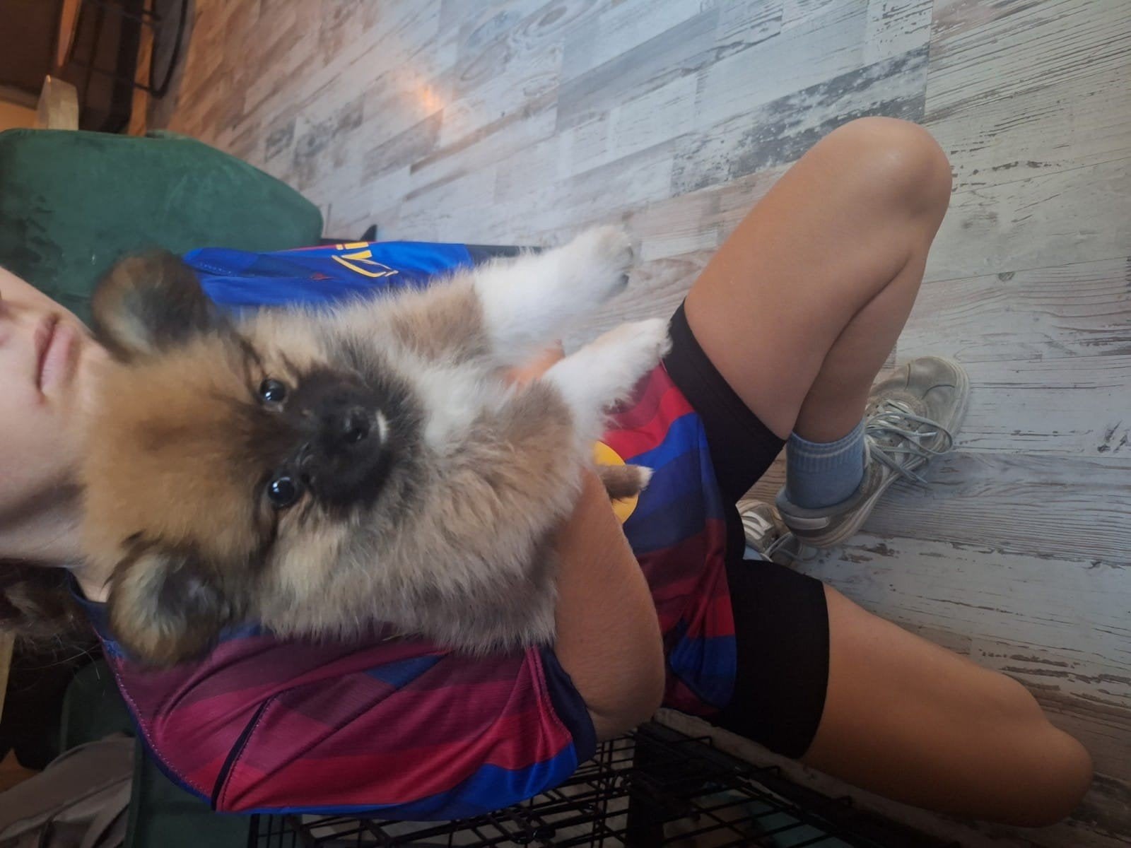 nog 2 mooie pups beschikbaar pomchi, 8 tot 15 weken, Meerdere, Meerdere dieren, Klein