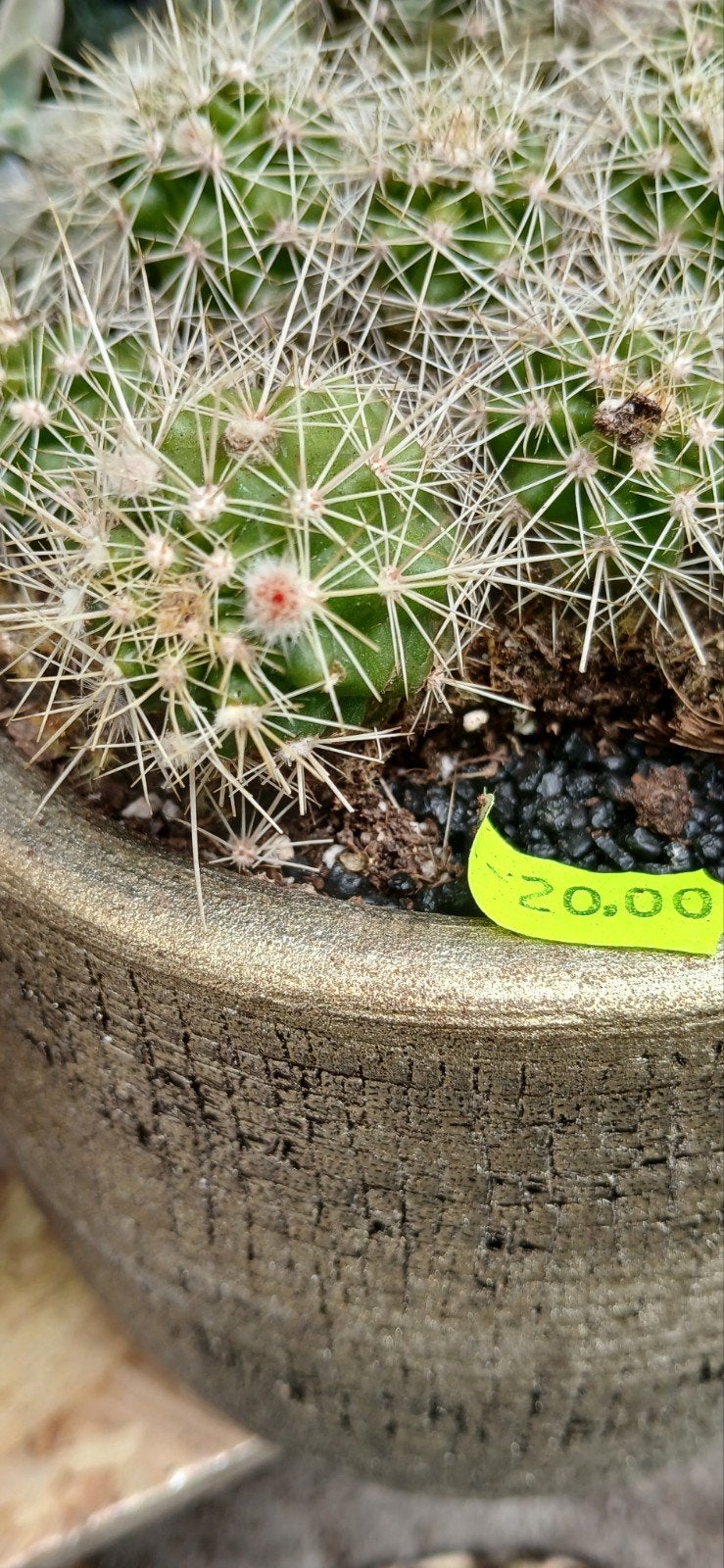 Echinocereus klapperii, Ophalen of Verzenden, Cactus, Volle zon, Minder dan 100 cm
