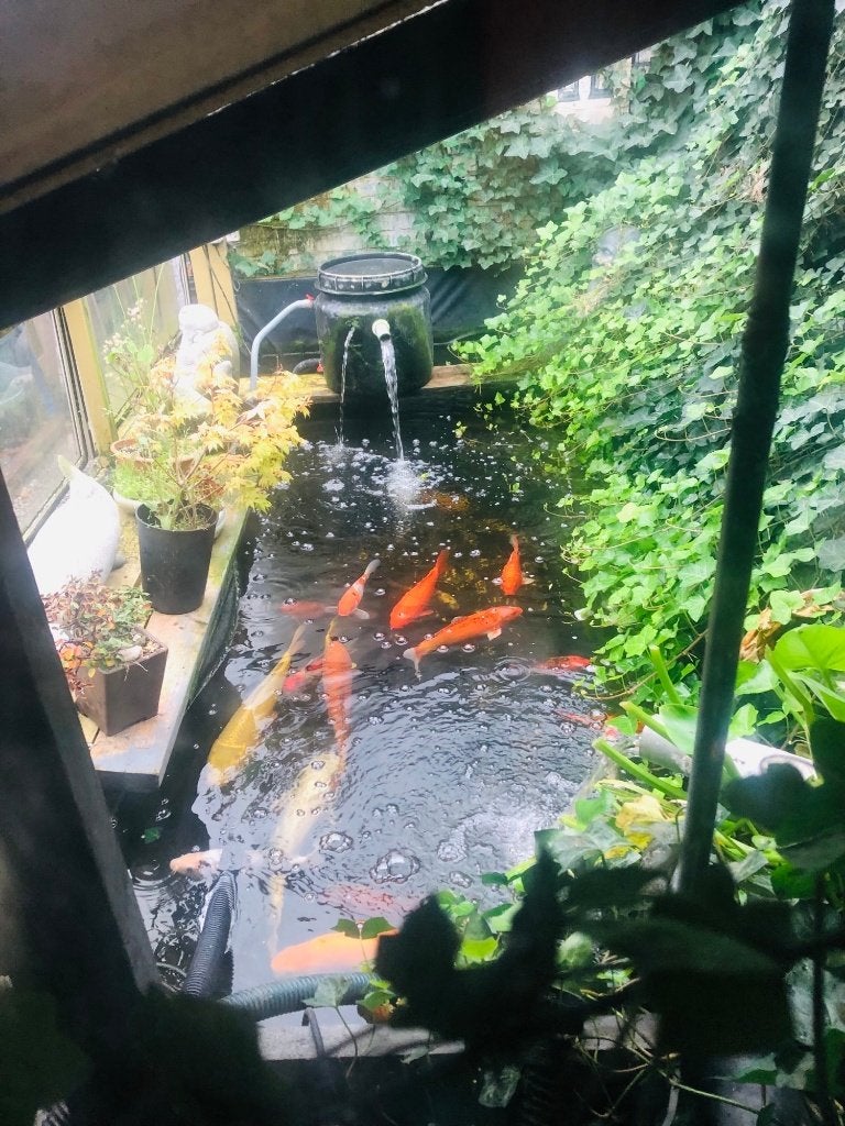 KOI KARPER Yamabuki 65cm en CHAGOI 80cm., Dieren en Toebehoren, Vissen | Vijvervissen, Karper of Koi