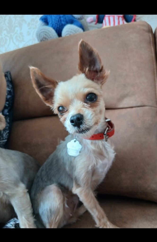 Lief yorkshire terrier teefje, 1 tot 2 jaar, Teef, Eén hond, Parvo