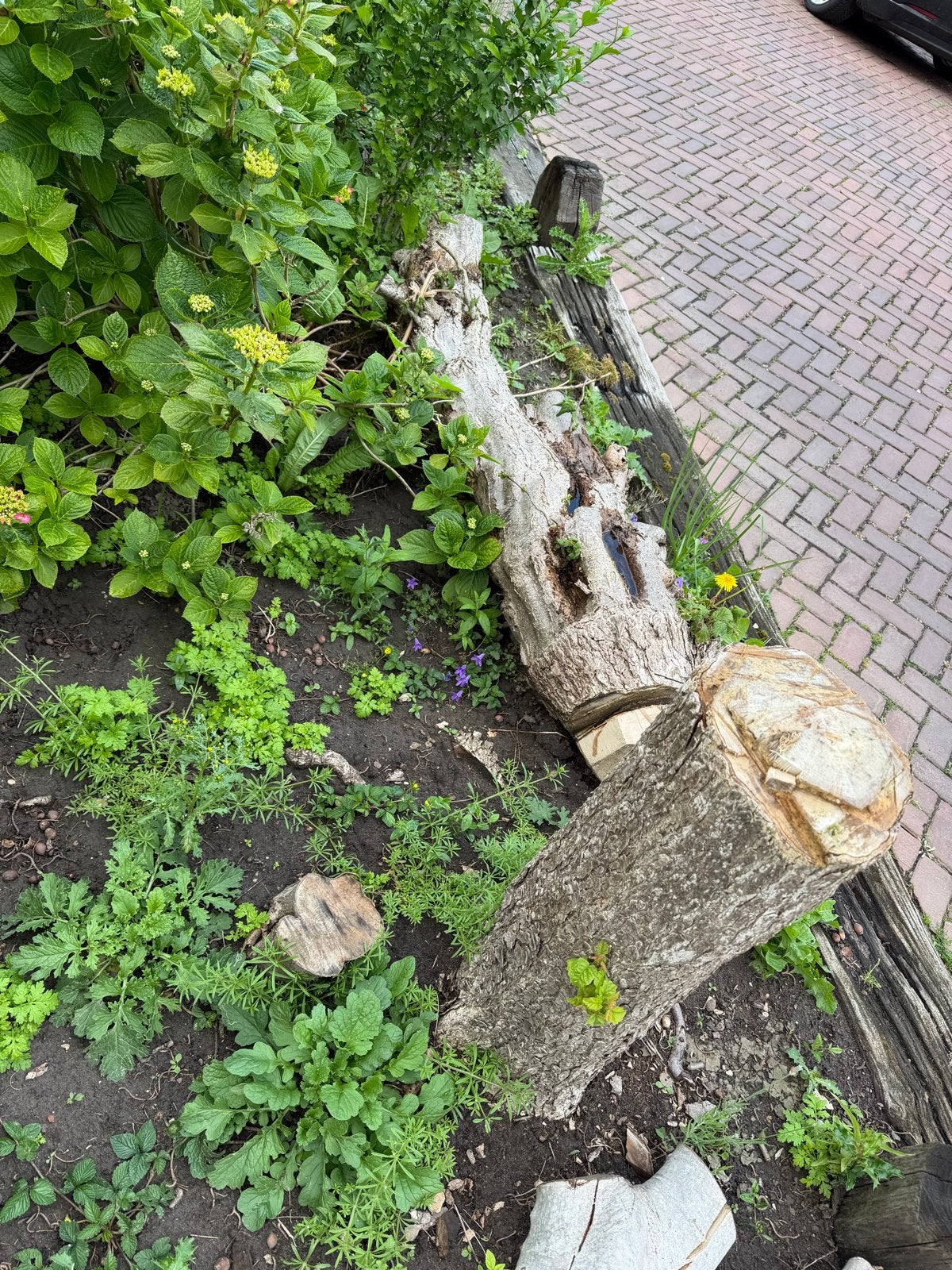 Gratis boomstam - Ideaal voor decoratie of projecten, Tuin en Terras, Palen, Balken en Planken, Ophalen, Gebruikt, 180 tot 250 cm