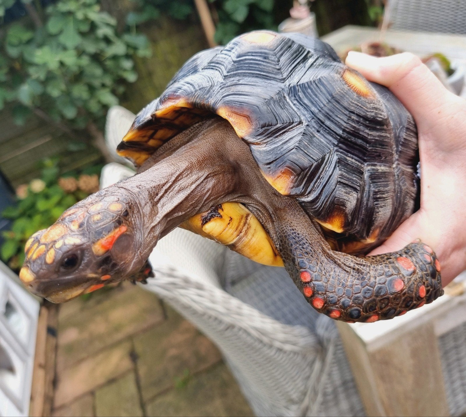 Mooie volwassen Kolenbrander landschildpad vrouw, Dieren en Toebehoren, Schildpad, Tam, 7 tot 10 jaar