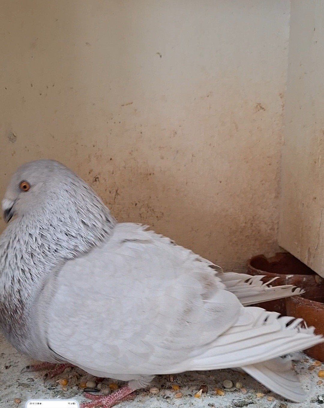 Kropper, Dieren en Toebehoren, Vogels | Duiven, Vrouwelijk, Kropper