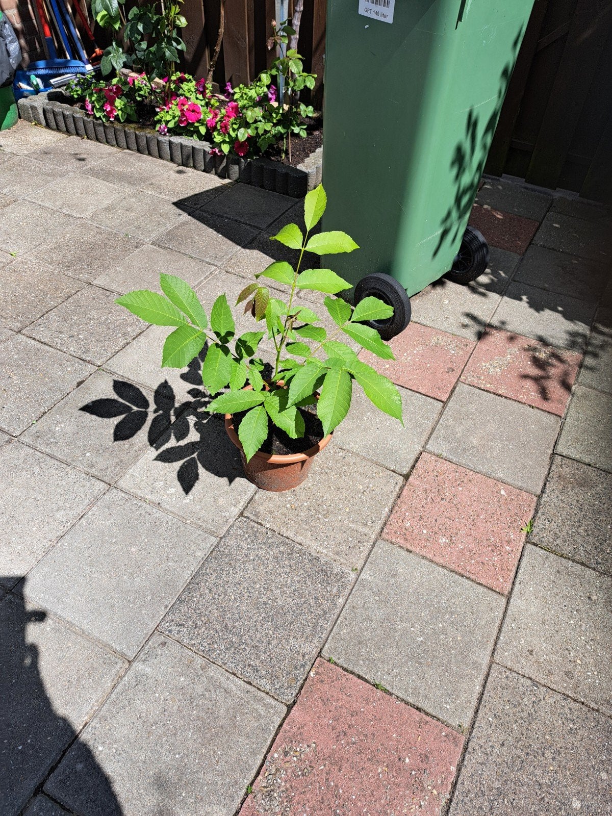 Walnoten 70 cm hoog  2 jaar oud, Tuin en Terras, Tegels en Klinkers, Ophalen of Verzenden, Beton, Terrastegels
