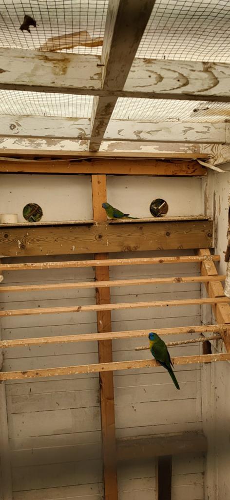 Koppel turquasines, Dieren en Toebehoren, Meerdere dieren, Parkiet