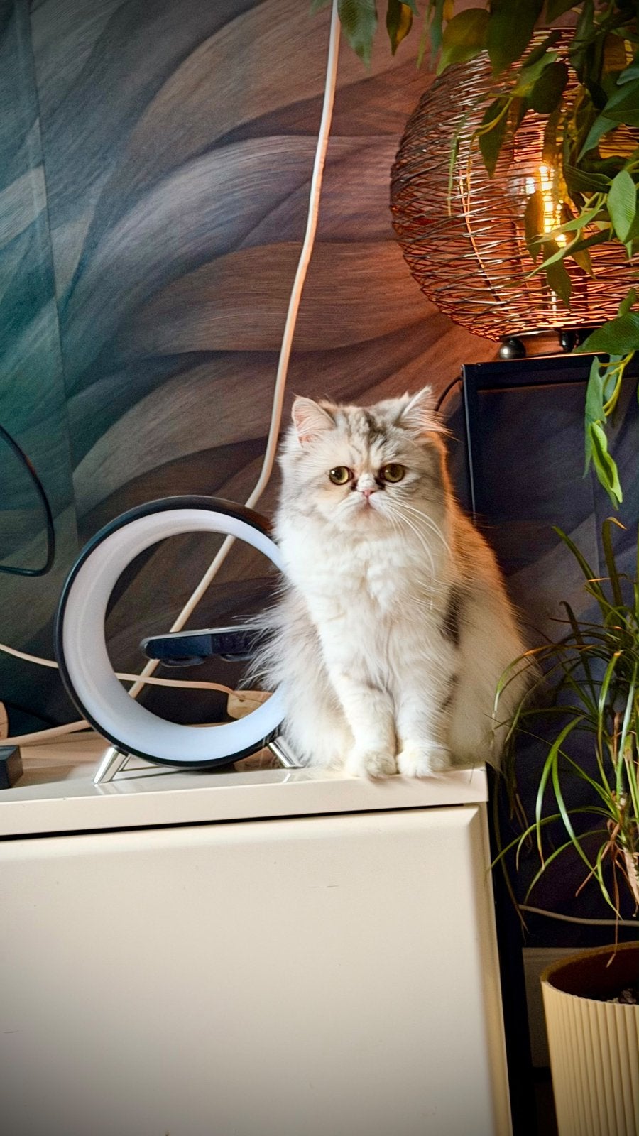 Perzische dekkater gezocht voor perzische poes, Poes, Ontwormd, 0 tot 2 jaar