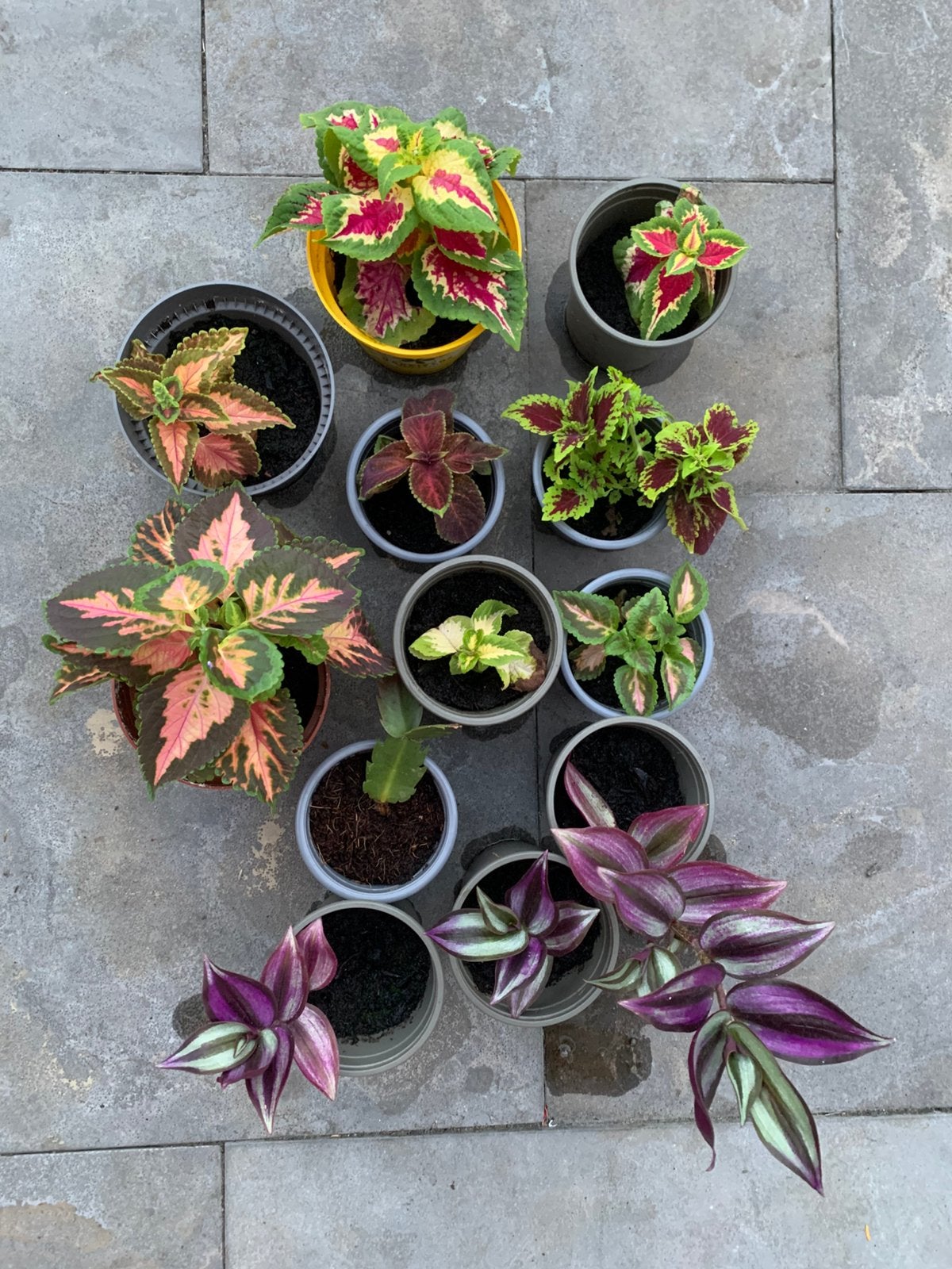 Diverse plantjes, Ophalen, Halfschaduw, Minder dan 100 cm