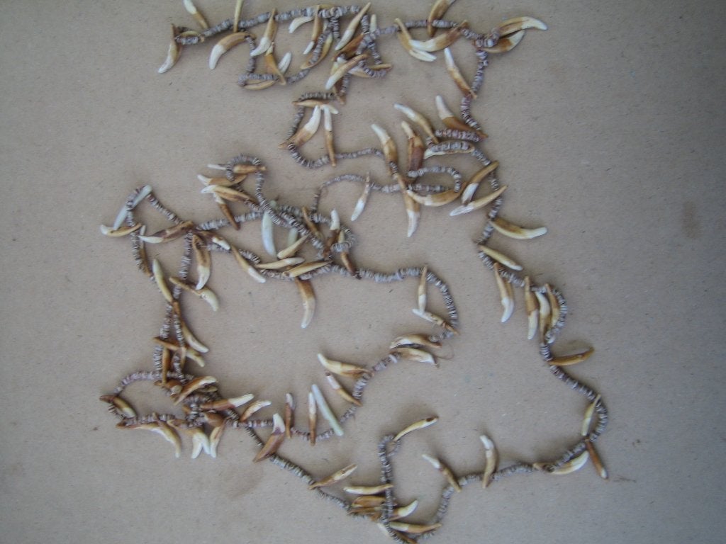 Bruidprijs Ketting, Abelam, East Sepik, Papua Nieuw Guinea, Ophalen of Verzenden