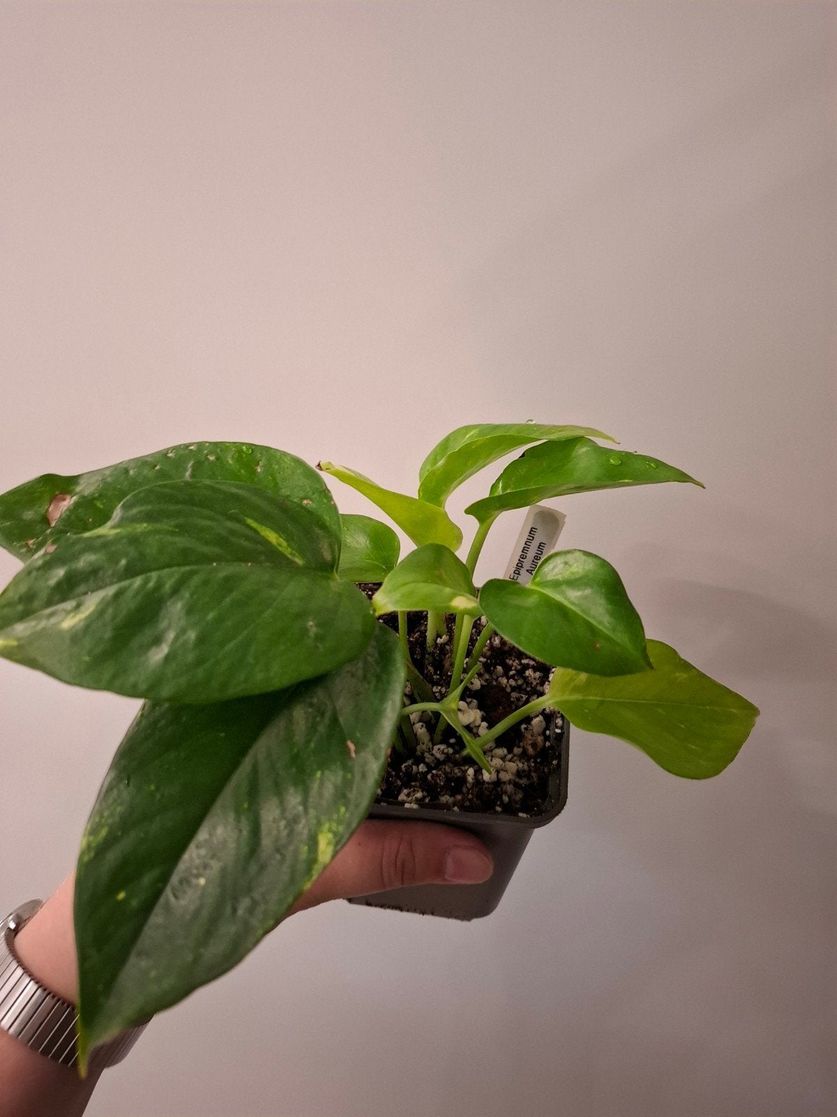 Epipremnum Aureum #1, Ophalen of Verzenden, Overige soorten, Halfschaduw, Minder dan 100 cm