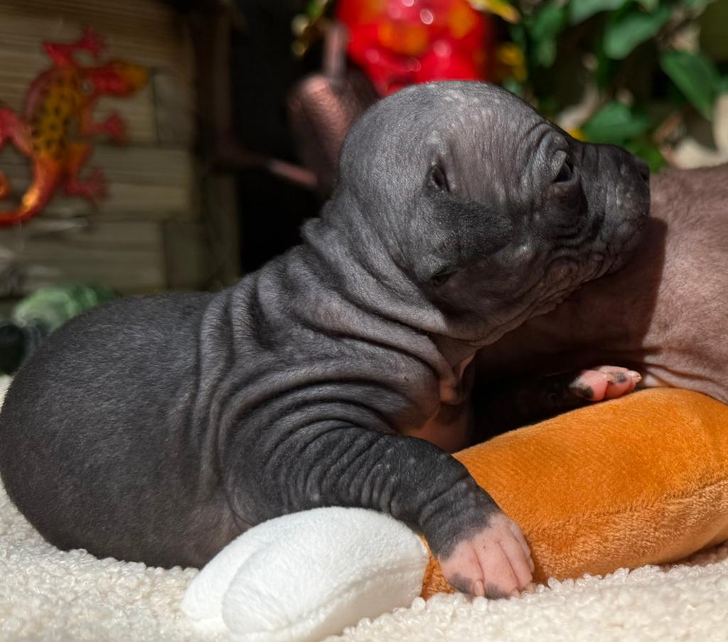 American hairless terrier / amerikaanse naakthond, Parvo, Overige rassen, 8 tot 15 weken, Meerdere