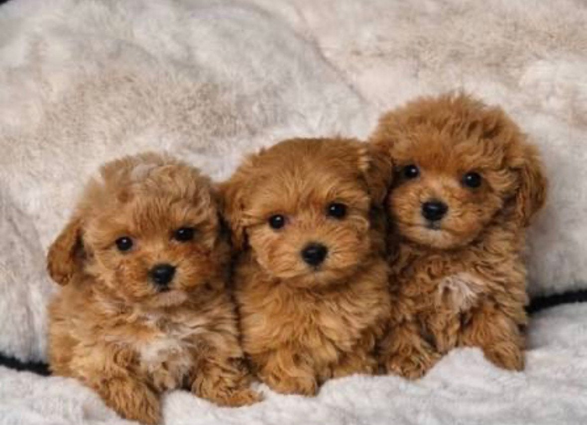 Gezocht: Maltipoo / Boomer pup verwacht, Reu, 8 tot 15 weken, Eén hond, Klein