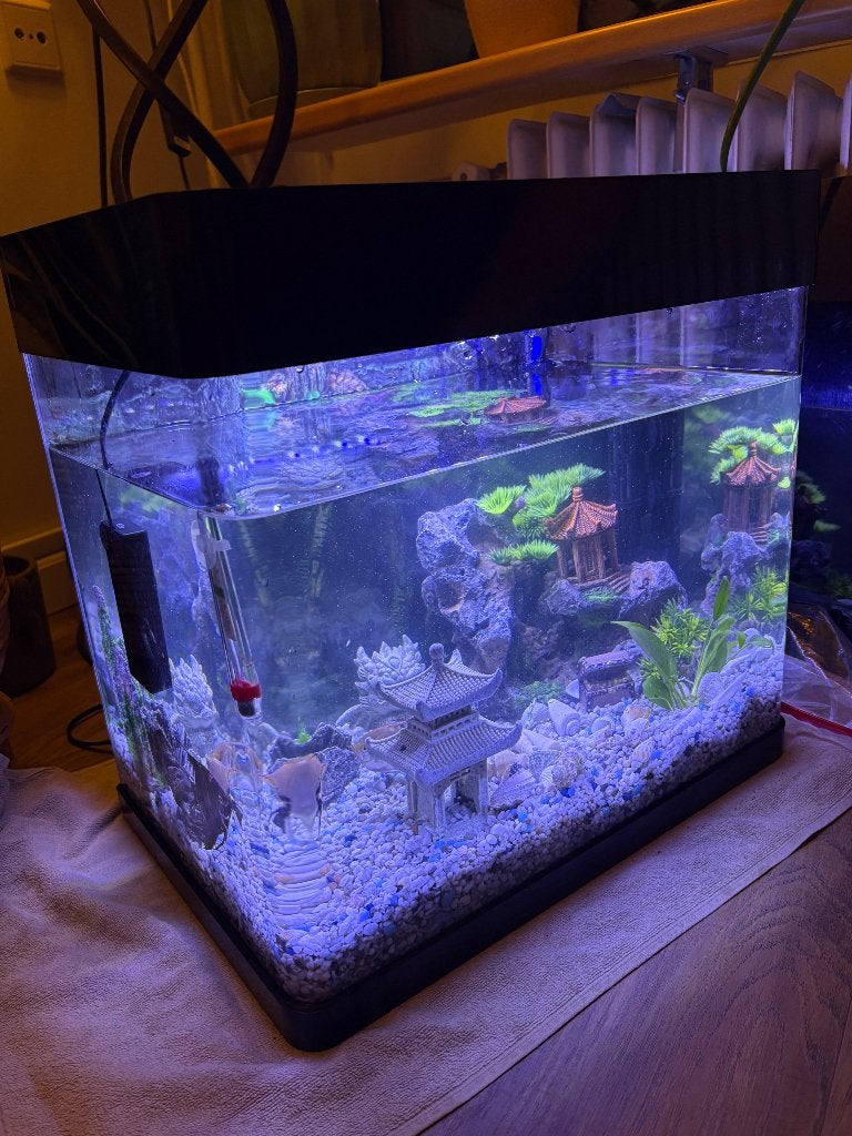 Vis aquarium superfish 50 liter, Dieren en Toebehoren, Ophalen, Superfish, Inclusief vissen, Gevuld zoetwateraquarium