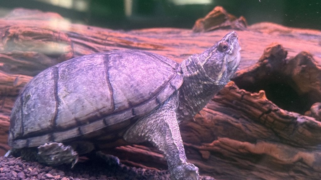 2 Muskus schildpadden, Dieren en Toebehoren, Schildpad, 0 tot 2 jaar