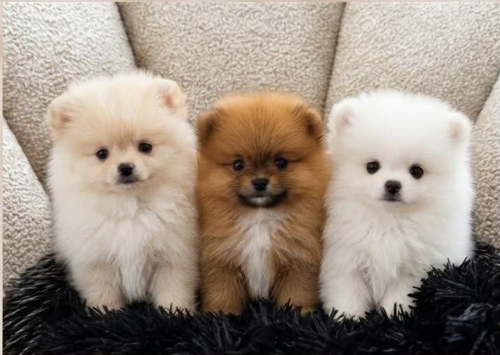 Pomerian, België, Particulier, HCC (leverziekte), 8 tot 15 weken